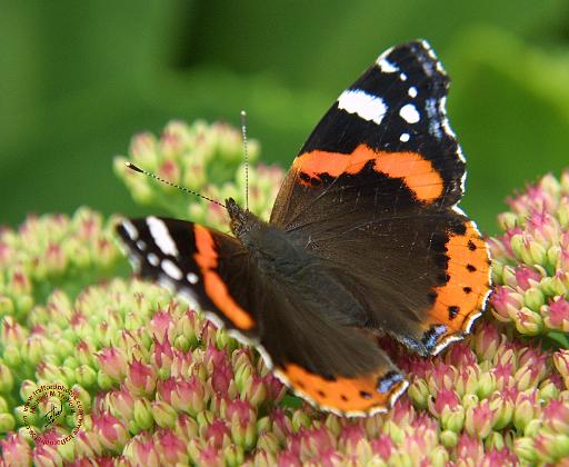 Red Admiral Buyyerfly 9A72D-03.JPG